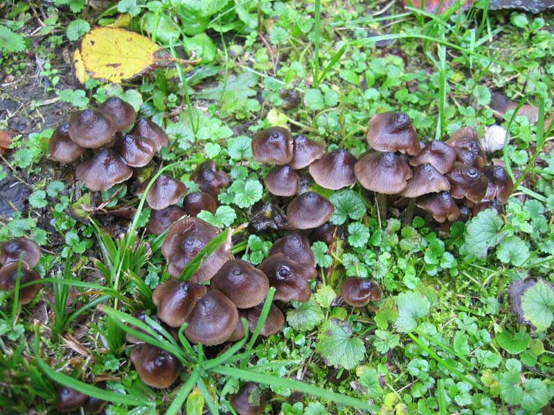 Hygrocybe unguinosa ??
